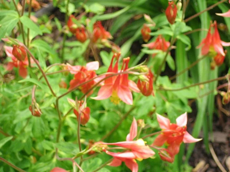 Wild Columbine (Aquilegia canadensis)