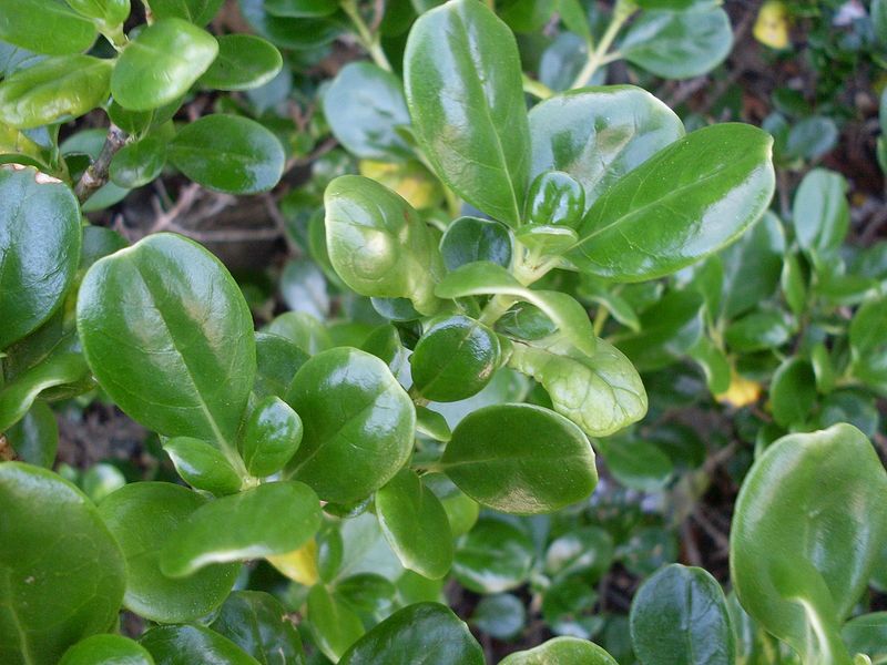 Glossy Leaf Texture