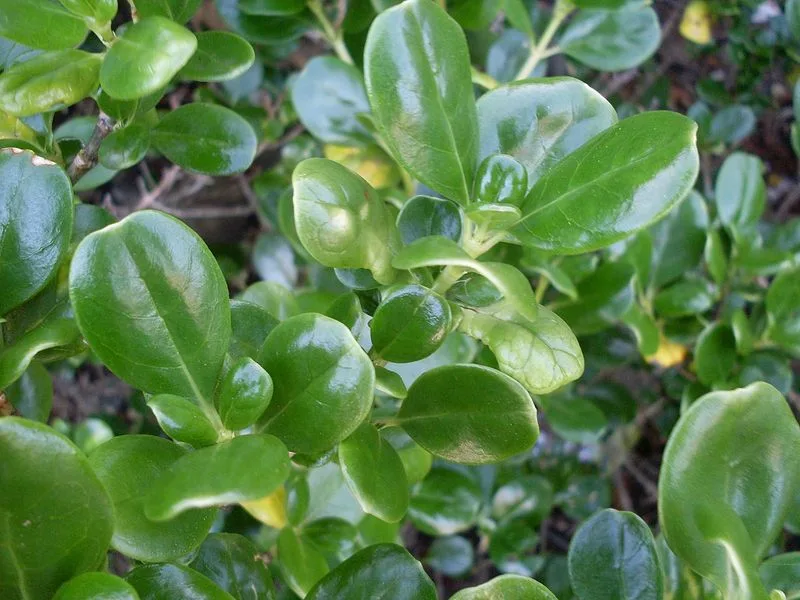Glossy Leaf Texture