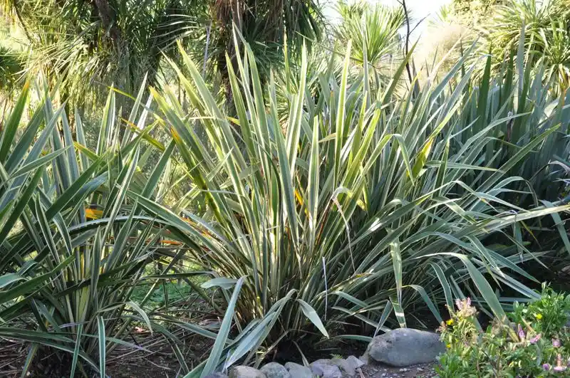 New Zealand Flax (Phormium)