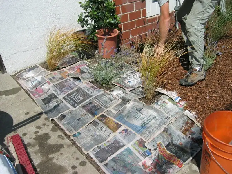 Newspaper