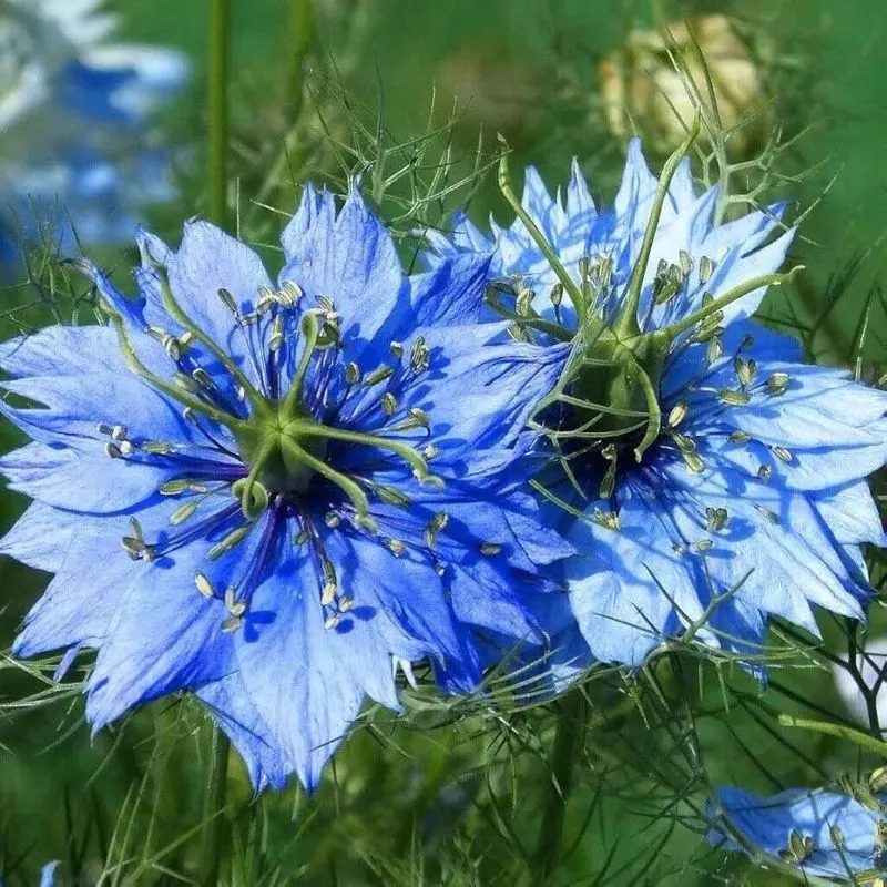 Nigella