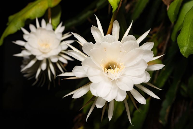 Night-Blooming Flowers