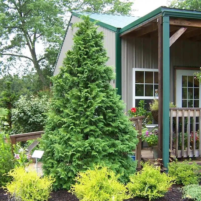False Cypress