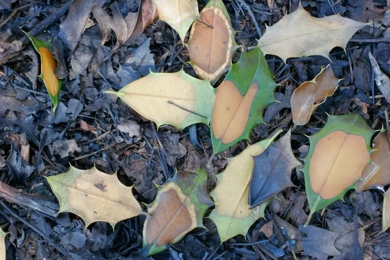Excessive Leaf Drop