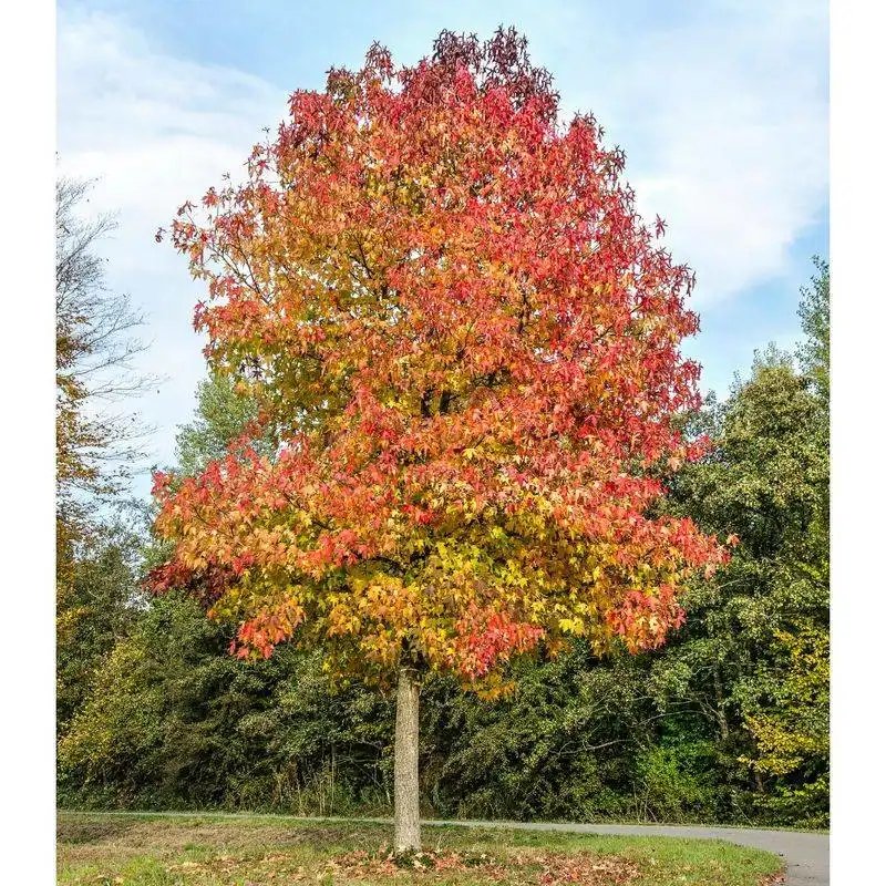 Sweetgum