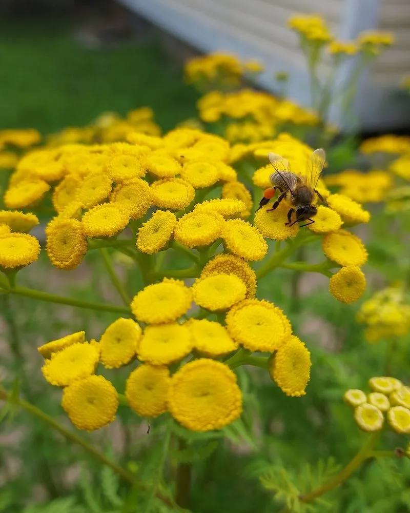Common Tansy