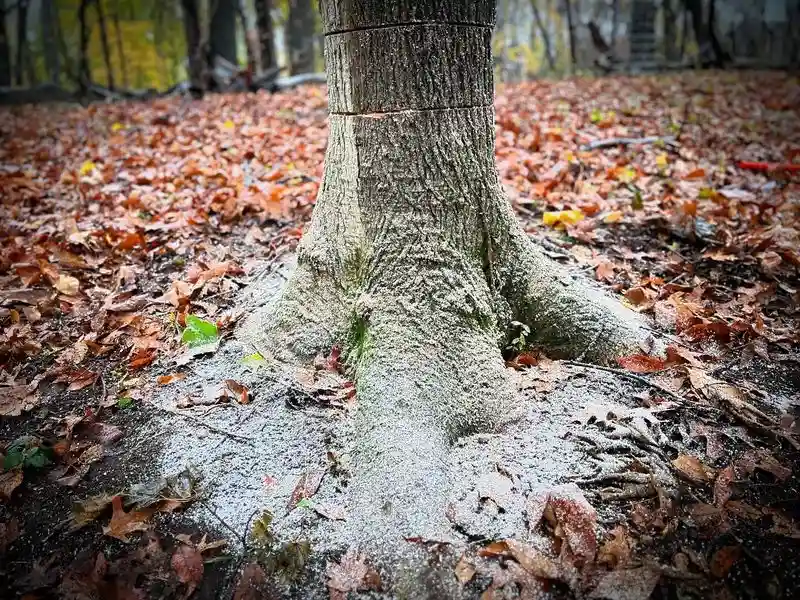 Norway Maple