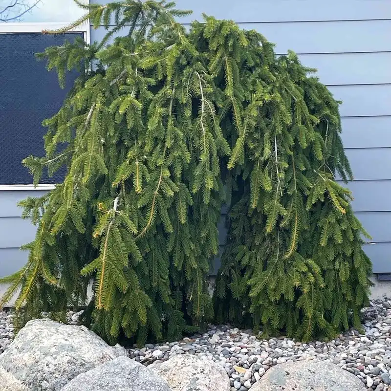 Norway Spruce
