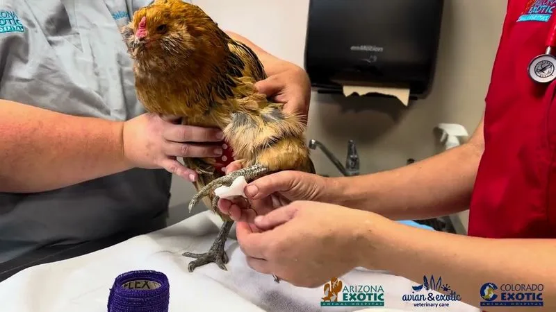 Skipping Veterinary Care