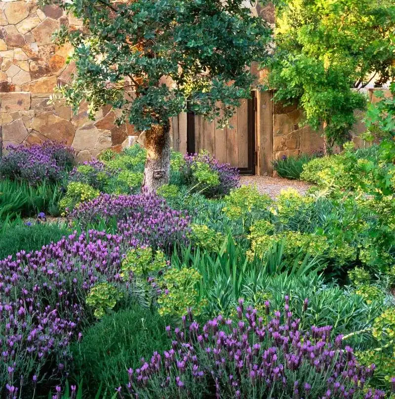 Ignoring Lavender Varieties