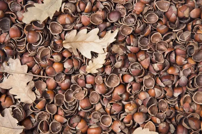 Nut Shell Mulch