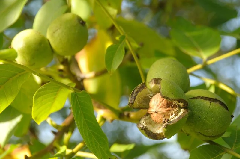Nut Trees