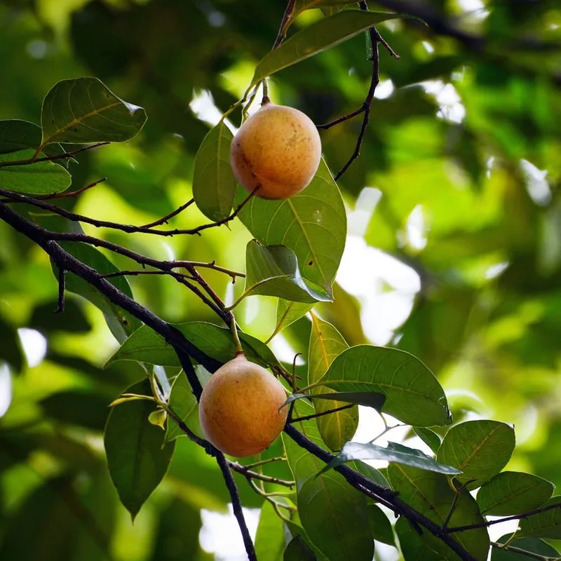 Nutmeg (Myristica fragrans)
