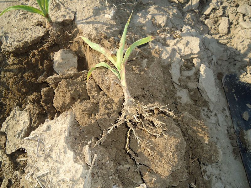 Nutrient Deficiencies