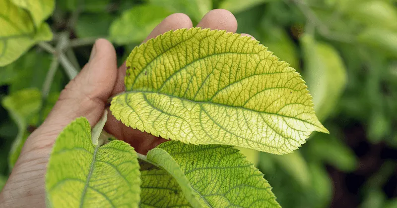 Nutrient Deficiencies
