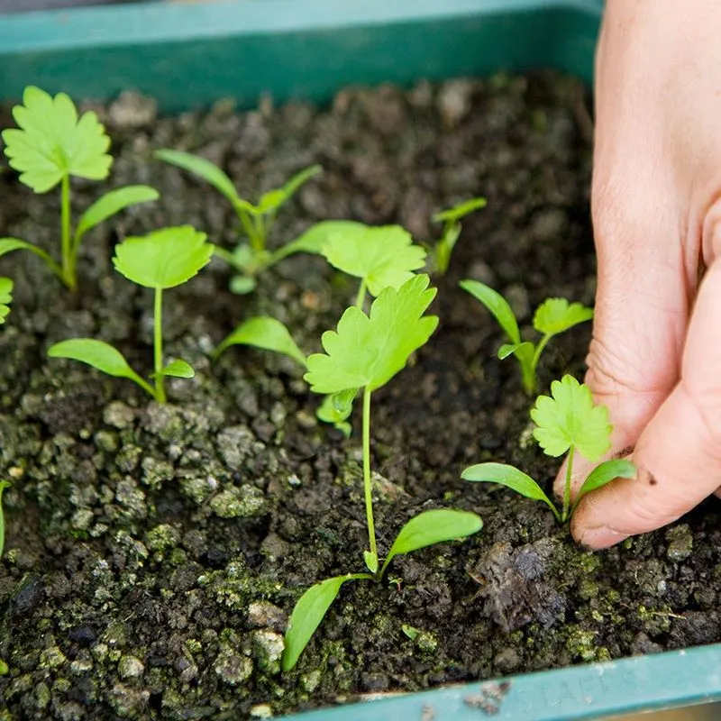 Thinning Seedlings