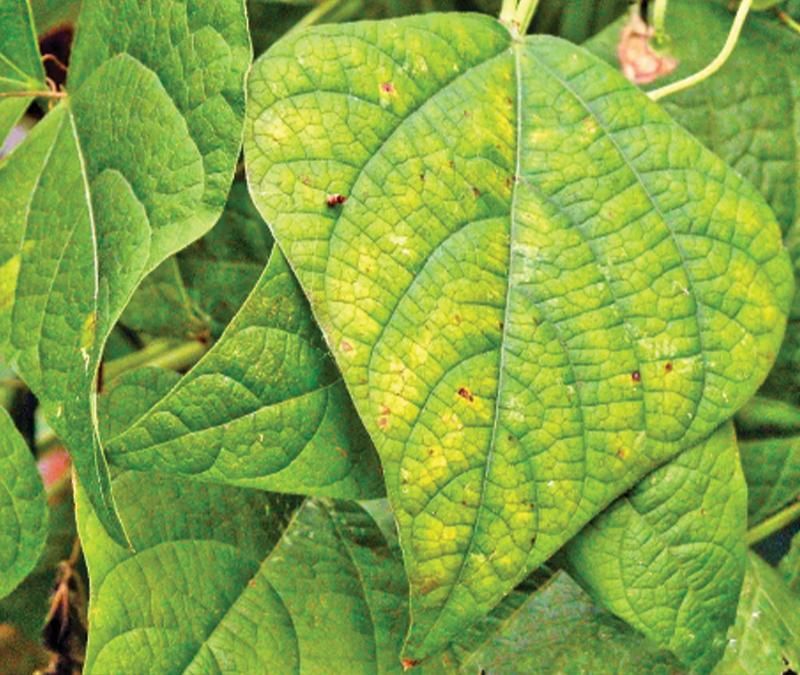 Nutrient Deficiency