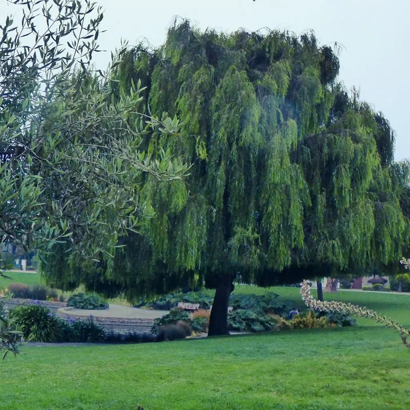 Weeping Willow