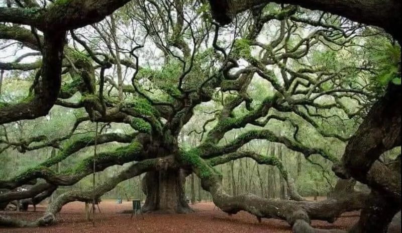 Oak Tree