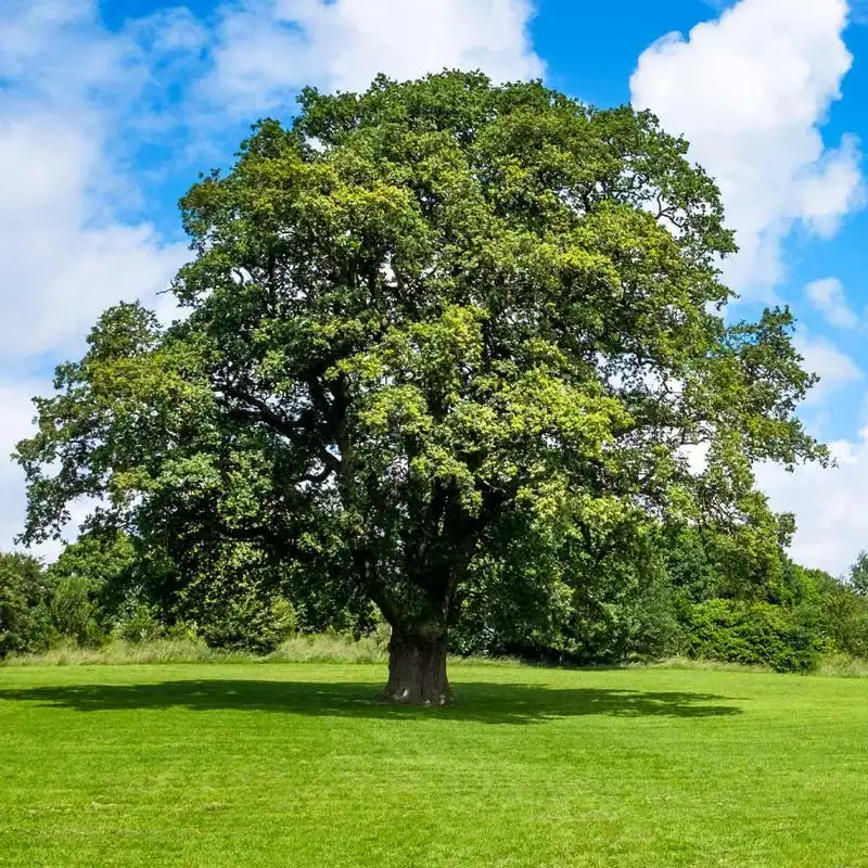 Oak Tree