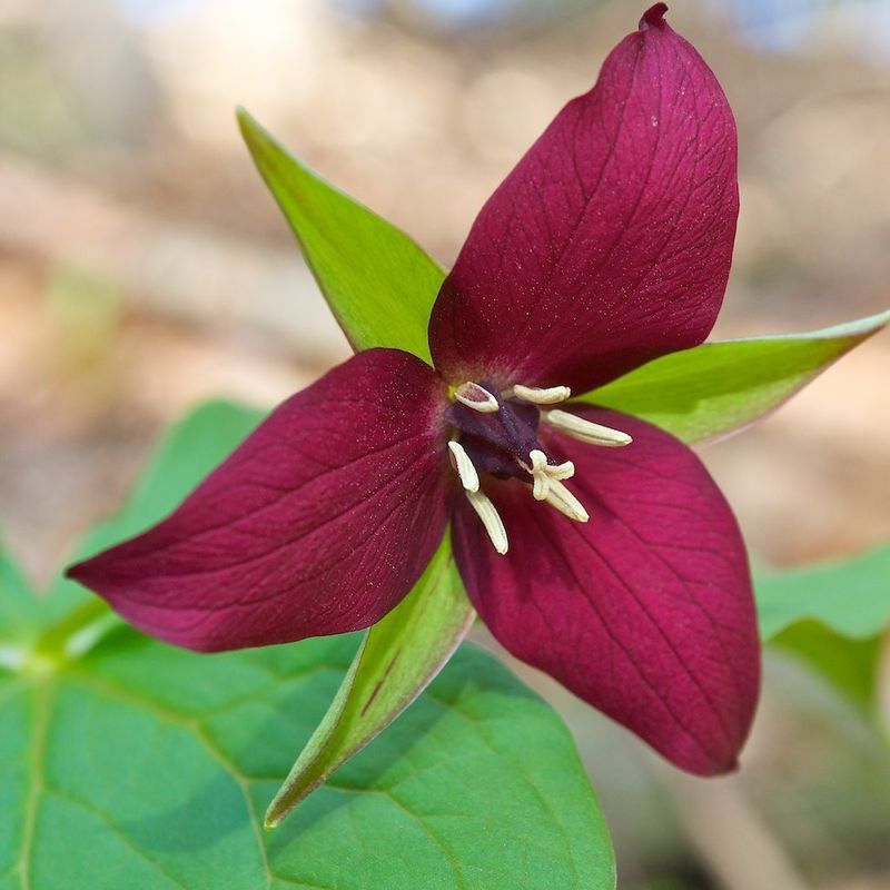 Shenandoah Trillium