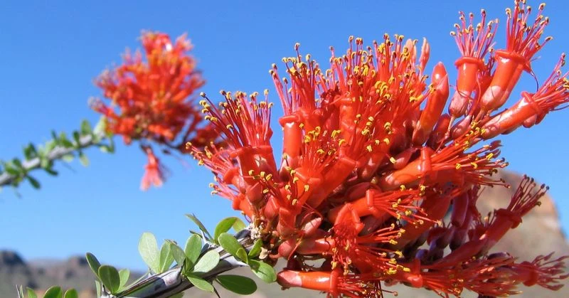Ocotillo
