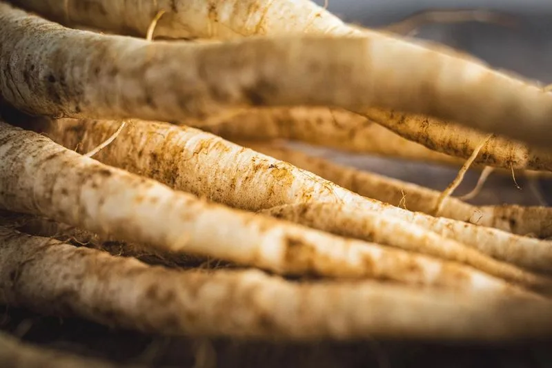 Peculiar Parsley Root
