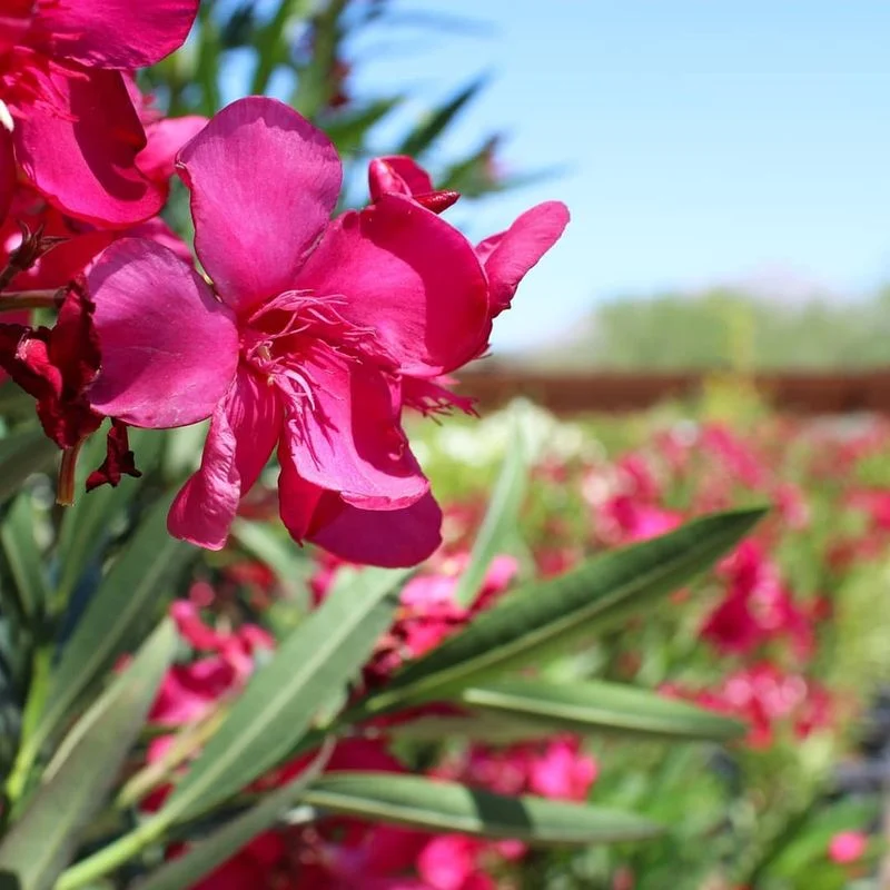 Oleander