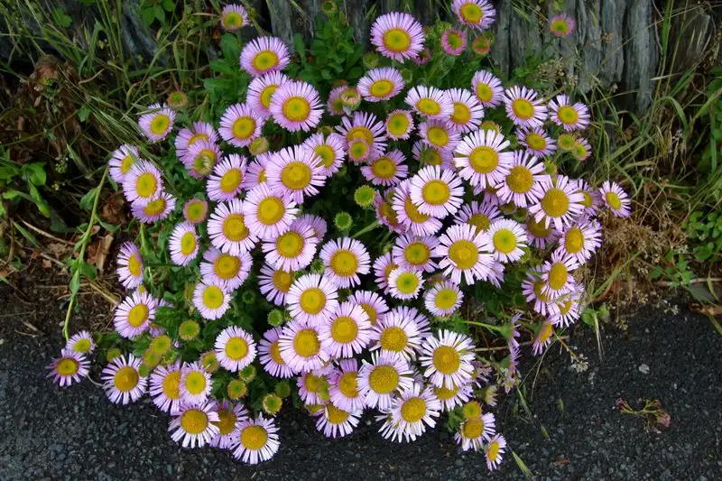 Beach Aster