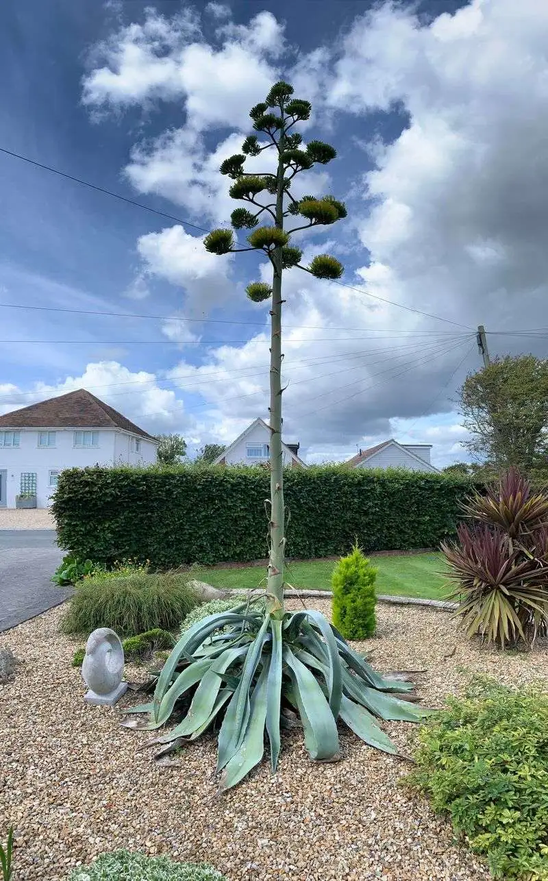 Agave (Agave americana)
