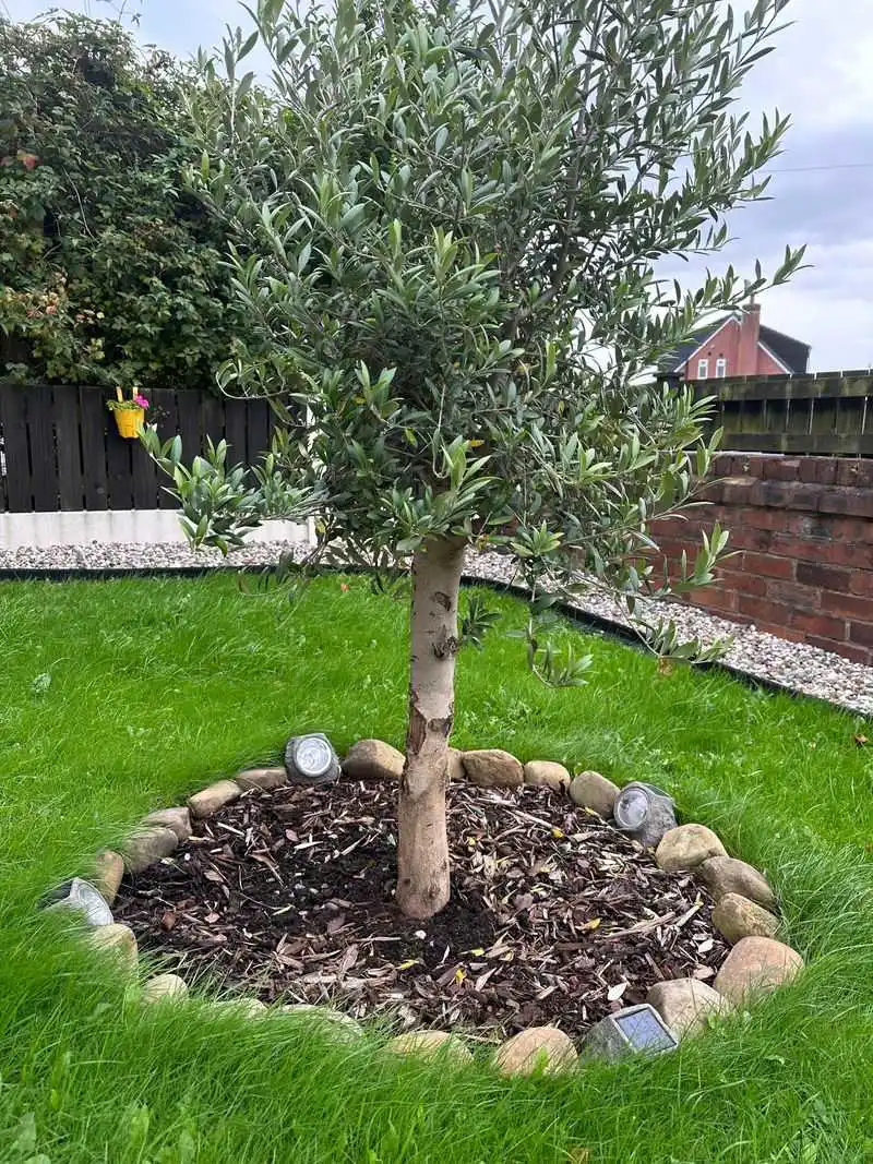 Olive Tree