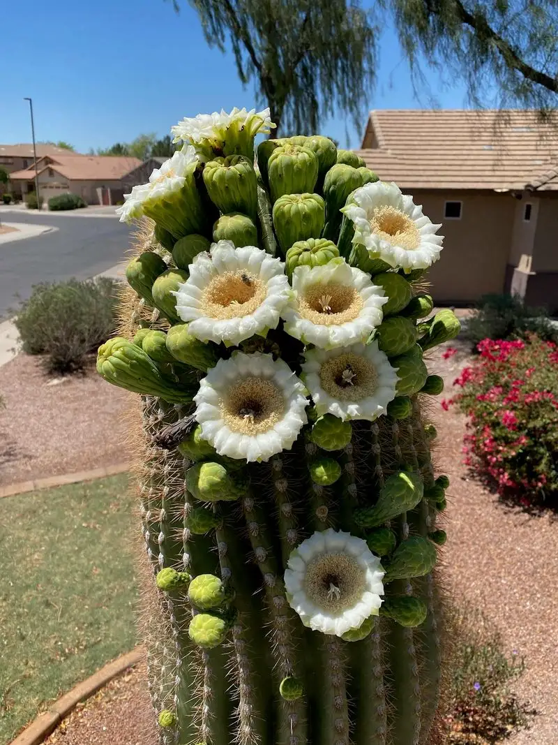 Saguaro Cactus