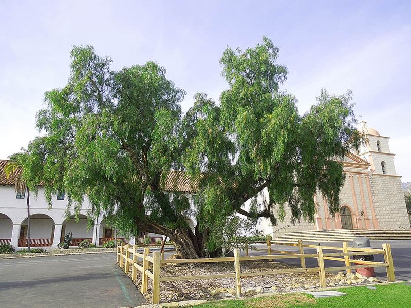 California Pepper Tree