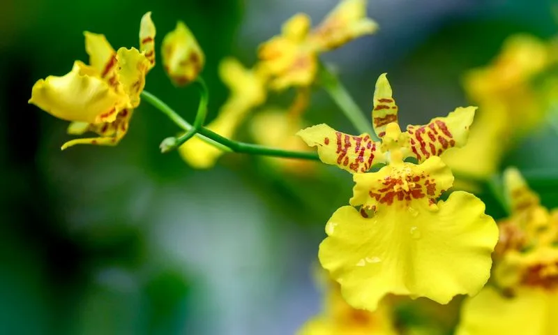 Oncidium (Dancing Lady Orchid)