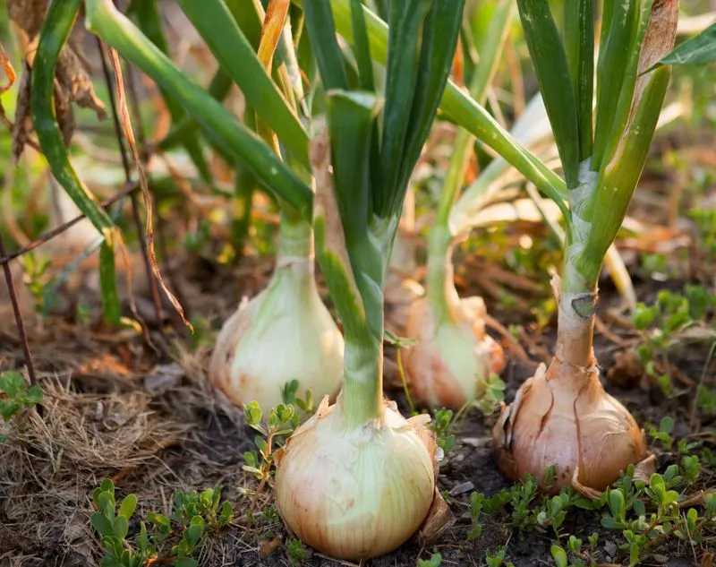 Onion
