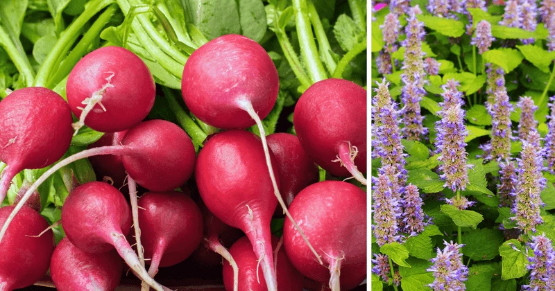 Radishes and Hyssop