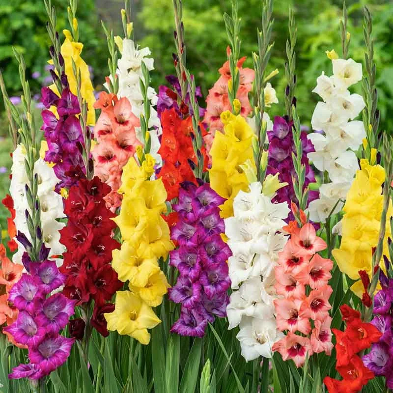 Timing Your Planting