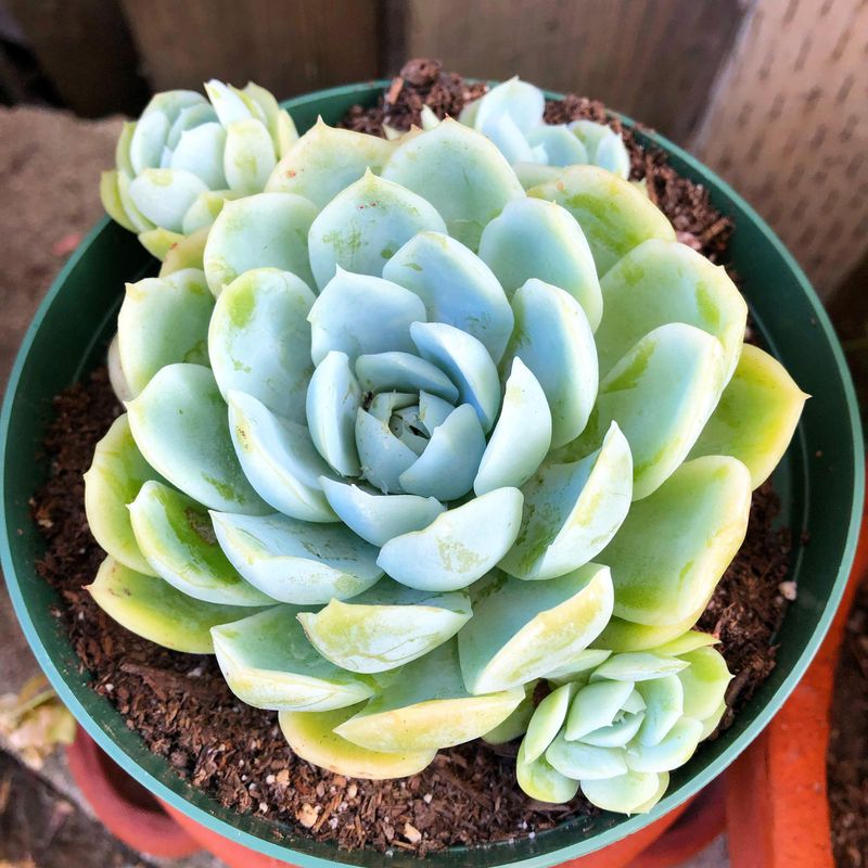 Echeveria Elegans