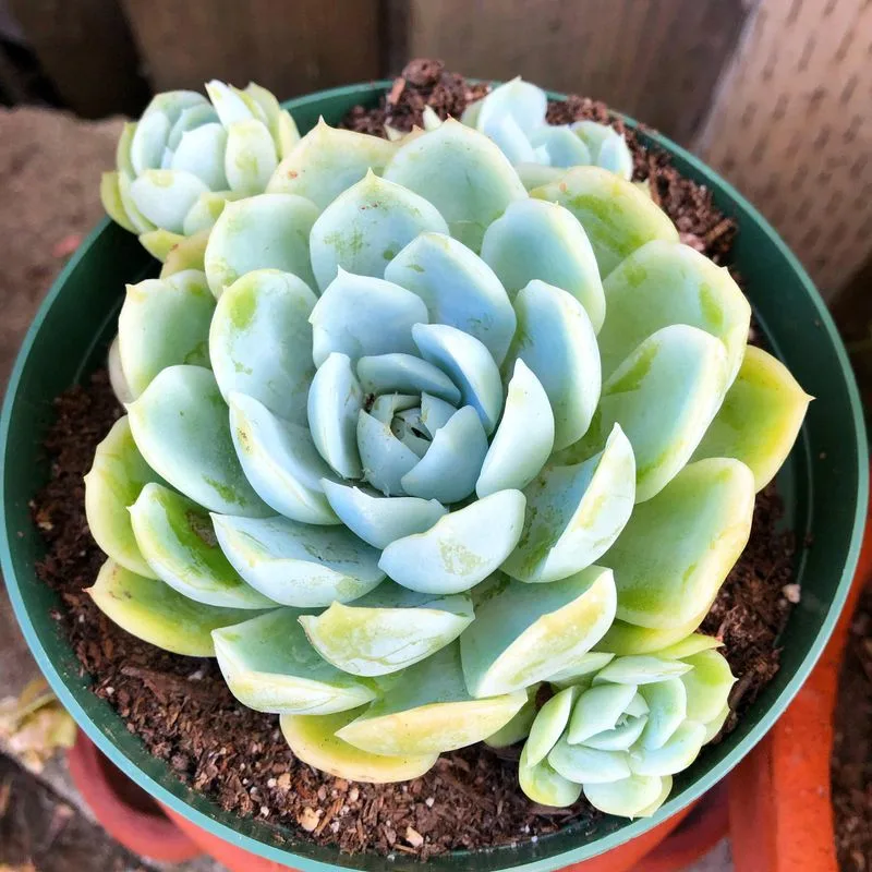 Echeveria Elegans