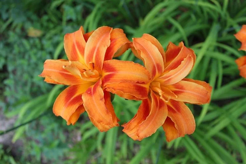 Orange Daylily