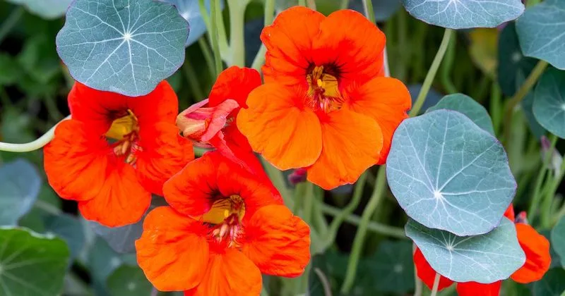 Orange Nasturtium