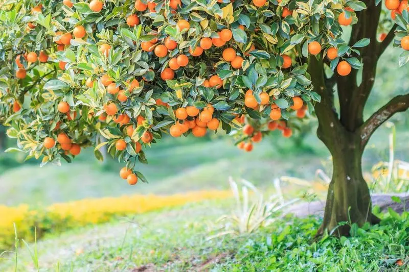 Orange Zest