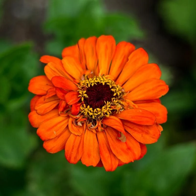Orange Zinnia