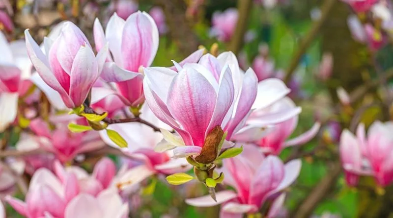Magnolia