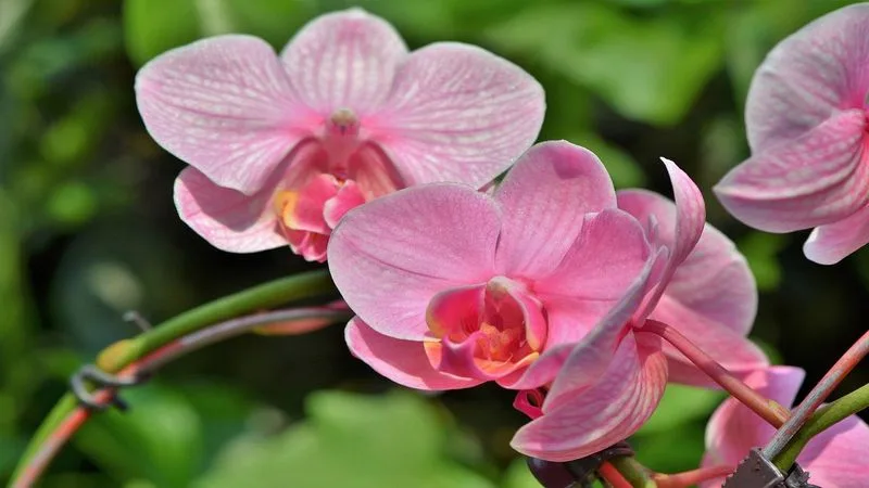 Orchid