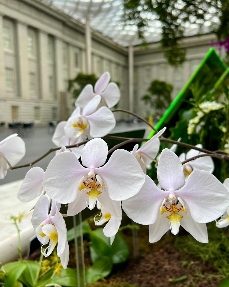 Orchid