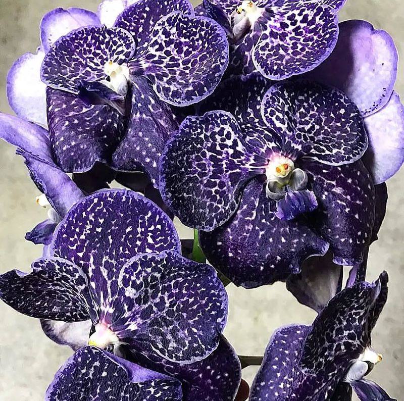 Orchid