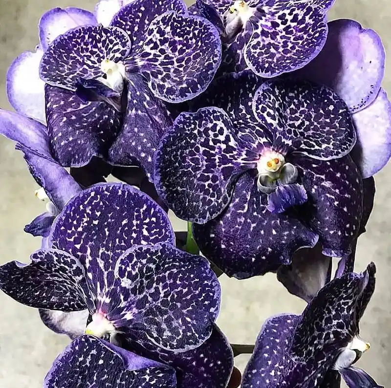 Orchid