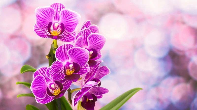 Orchids